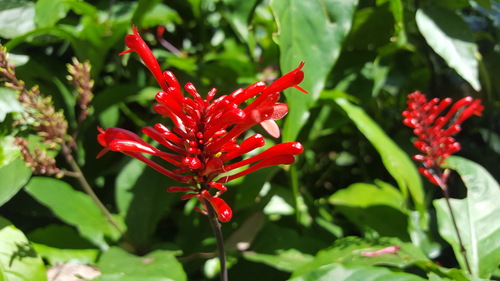 Odontonema tubaeforme
