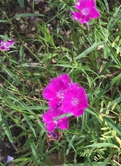 Dianthus plumarius