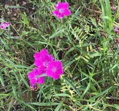 Dianthus plumarius