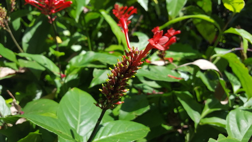 Odontonema tubaeforme