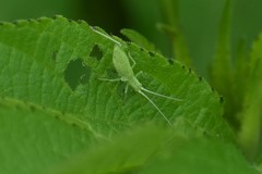 Oecanthus celerinictus