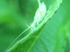 Oecanthus celerinictus