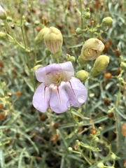 Penstemon fruticiformis amargosae