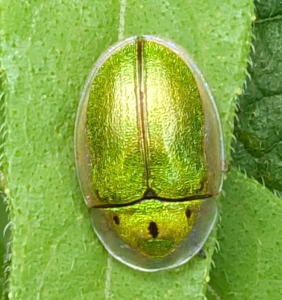 Sunflower Tortoise Beetle