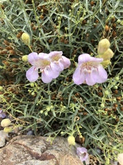 Penstemon fruticiformis amargosae