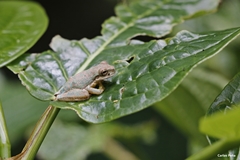 Ptychohyla hypomykter