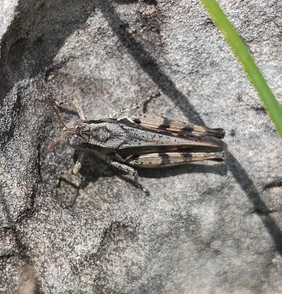 Immodest Locust