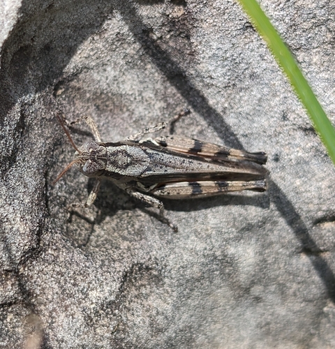 Immodest Locust