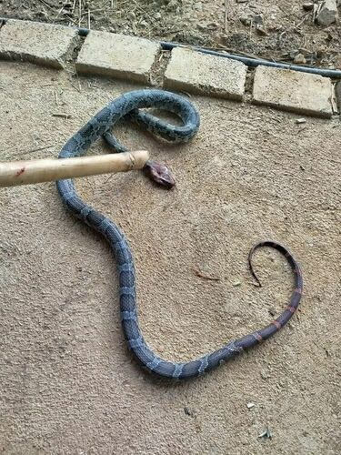 Ống nhựa trong bắt rắn (snake tube): Công dụng và cách dùng
