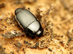 Platylomalus aequalis