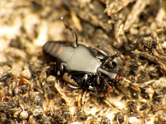 Platylomalus aequalis