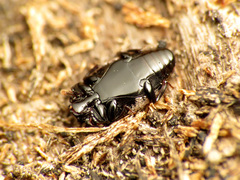 Platylomalus aequalis