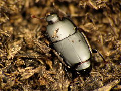 Platylomalus aequalis