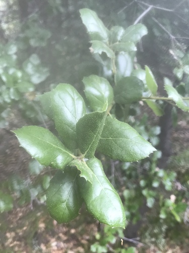 iNaturalist observation photo of coast live oak
