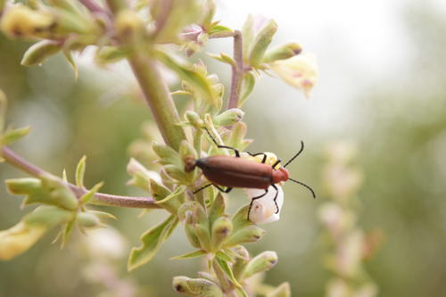 Lytta nitidicollis