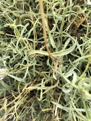 Penstemon fruticiformis amargosae