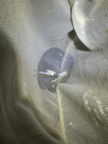 Ambassis urotaenia observed 2024-05-24