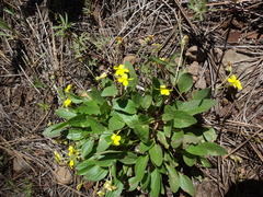 Viola praemorsa ssp. praemorsa