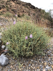 Penstemon fruticiformis amargosae