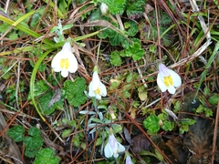 Mazus alpinus