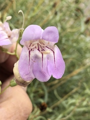 Penstemon fruticiformis amargosae