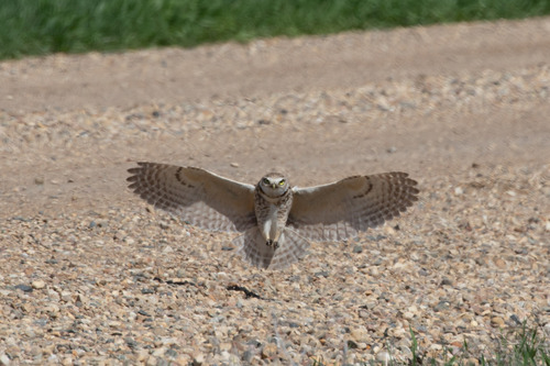 Burrowing Owl photographed in North Dakota