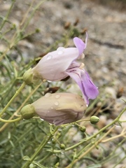 Penstemon fruticiformis amargosae