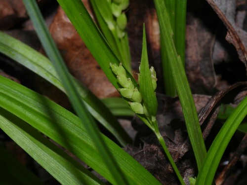 Thicket sedge (Carex abscondita)
