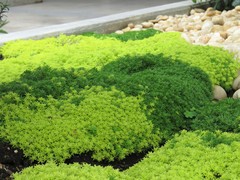 Sedum japonicum