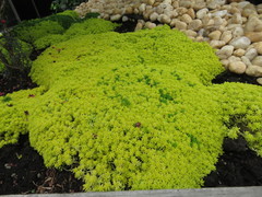 Sedum japonicum