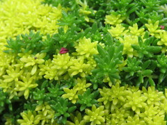 Sedum japonicum
