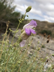 Penstemon fruticiformis amargosae