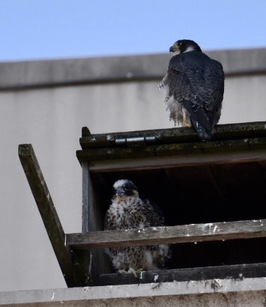 Peregrine Falcon from University of Michigan, Ann Arbor, MI, US on May ...