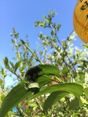 Apareophora forsythiae