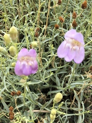 Penstemon fruticiformis amargosae