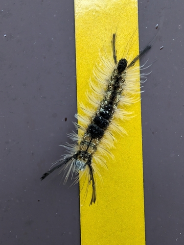 Yellow-based Tussock Moth photo 5