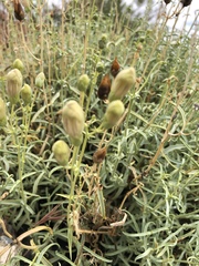 Penstemon fruticiformis amargosae