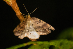 Thallophaga hyperborea