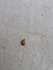 Coccinella septempunctata