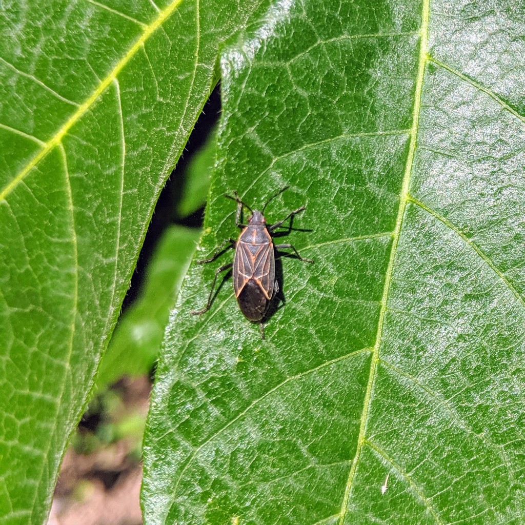 Western Boxelder Bug in May 2019 by Charlie Coslor · iNaturalist