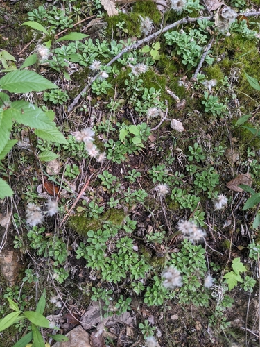 Antennaria virginica, photograph 3