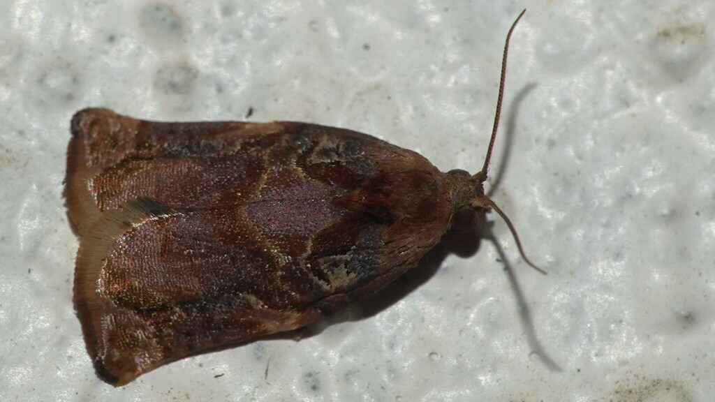 Archips micaceana from Nido, Blue River Valley, Bhose - Mahabaleshwar ...