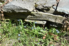 Scilla forbesii