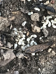 Tetramorium immigrans