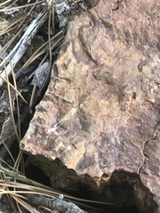 Tetramorium immigrans