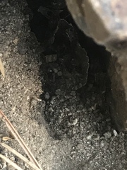 Tetramorium immigrans
