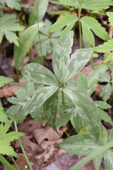 Trillium recurvatum