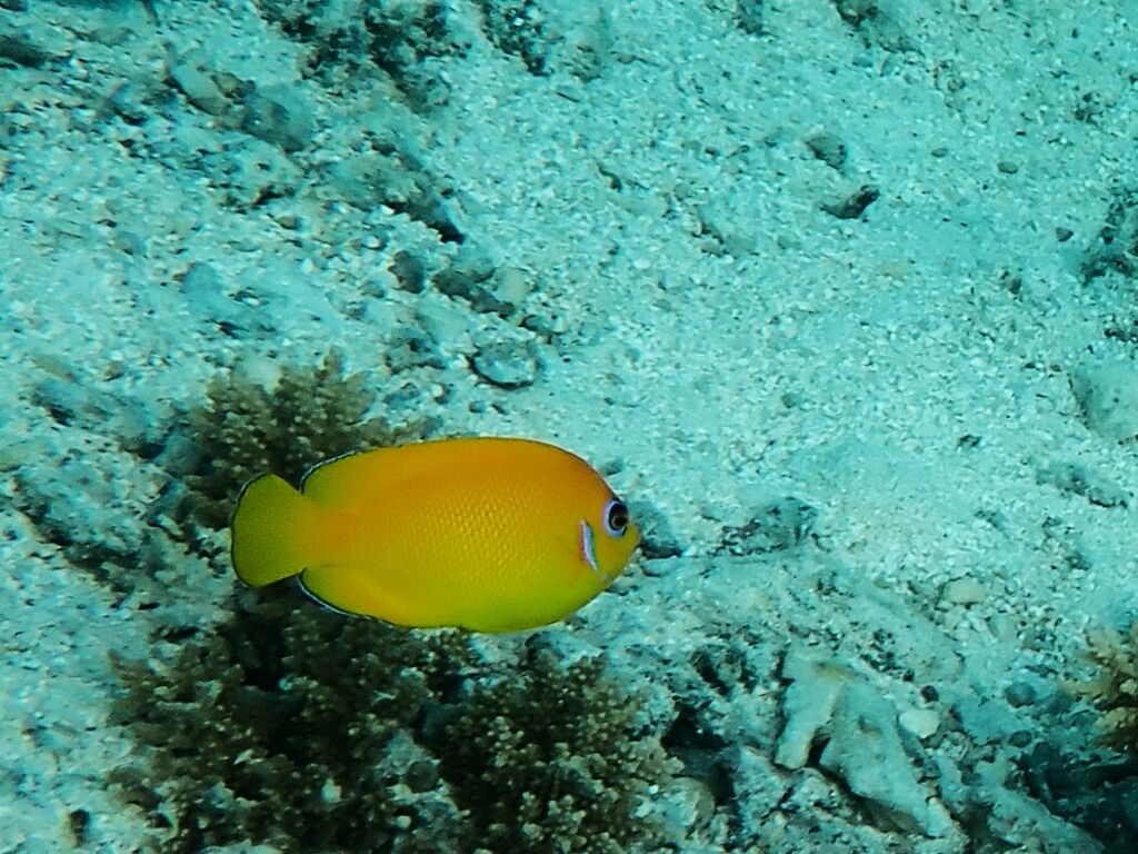 Lemon Peel