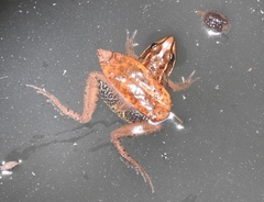 Lithobates magnaocularis