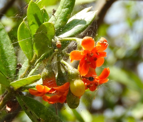 cudjoewood